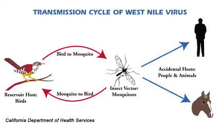 ciclo West Nile Virus